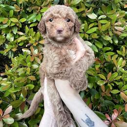 Jellybean - Red  female Goldendoodle puppy in Calera, Alabama from Red Mountain Minis