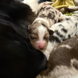 Sangria - Red merle female Australian Shepherd puppy in Fredericksburg, Virginia from Cooper Ridge Aussies