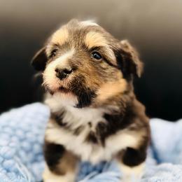 Tri boy 2 fluffy - Black and tan male Pembroke Welsh Corgi puppy in Hale, Michigan from All Hale Corgis