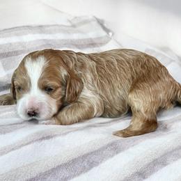 Logano (Teddy) - Buff and white male Cockapoo puppy in Marietta, South Carolina from River Falls Cockapoos