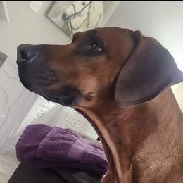 Rhodesian Ridgeback Puppies from Zambezi River Ridgebacks