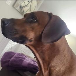 Rhodesian Ridgeback Puppies from Zambezi River Ridgebacks
