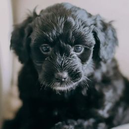 Aussiedoodles from Wildflower Puppies