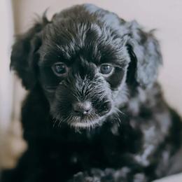 Aussiedoodles from Wildflower Puppies