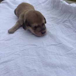 Cinnamon - Cream male Dachshund puppy in Marshfield, Missouri from Hilltop Kennel LLC