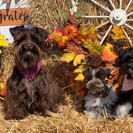 Miniature Schnauzers from Storybook Schnauzers