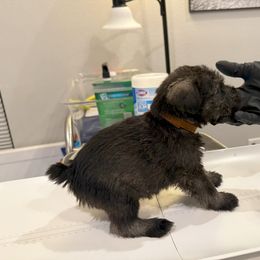 Standard Schnauzer Puppies from Dragos Kennel