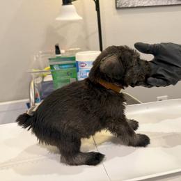 Standard Schnauzer Puppies from Dragos Kennel