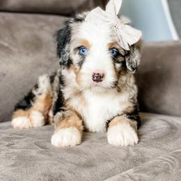 Arizona - Blue merle female Bernedoodle puppy in Hudson, Indiana from TurkeyCreek-K9