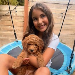 Beyonce - Red female Bernedoodle puppy in Washougal, Washington from Sandy Creek Bernedoodles