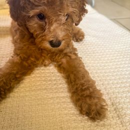 Poodle Puppies from Red Mini Poodles AZ