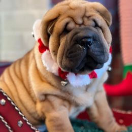 Chinese Shar-Pei Puppies from Sunspire Shar-Pei