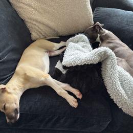 Whippet Puppies from Hertzog  Whippets