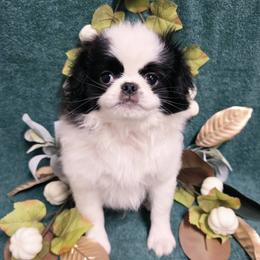 Big Boy - Black and white male Japanese Chin puppy in Tulsa, Oklahoma from Locust Creek Pugs & Japanese Chin's