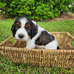 Flint - Black white and tan male English Springer Spaniel puppy in Columbia, North Carolina from Columbia Spaniels
