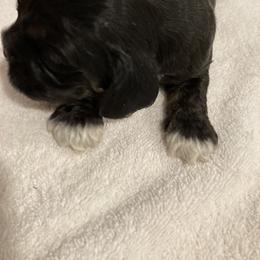 Boy 2 - Black and tan male Cocker Spaniel puppy in Rising Sun, Maryland from Palmtree Cockers