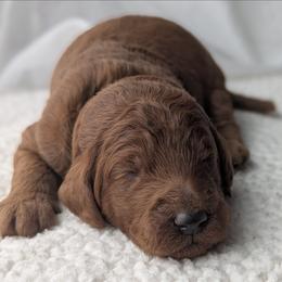 Lime Green - Red  male Goldendoodle puppy in Connecticut from Valley View Doodles