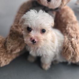Morkie Puppies from Cristy's Morkies