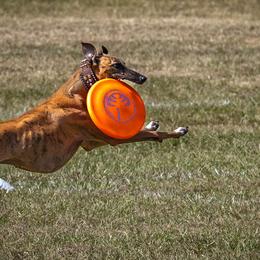 Silken Windhounds and Whippets from Ashley