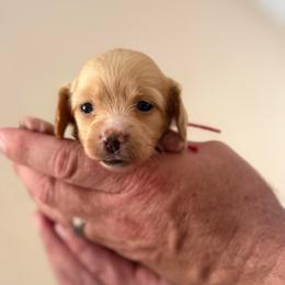 Fawn - Cream female Dachshund puppy in Florida from Best Shepherds