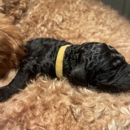 Shania - Yellow - Silver Poodle puppy in Calera, Alabama from Gold’N Gorgeous Kennels