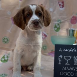 Mojito - Orange and white male Brittany puppy in Downers Grove, Illinois from Attitude Brittanys