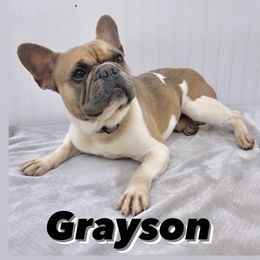 French Bulldogs from 1818 Frenchie