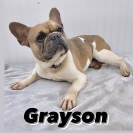 French Bulldogs from 1818 Frenchie