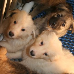 Shiloh Shepherd Puppies from Solace Shilohs