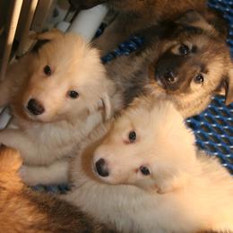 Shiloh Shepherd Puppies from Solace Shilohs