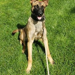 Belgian Malinois, Dutch Shepherds, and xDutch Shepherds from Raw Nature K9