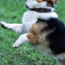Miniature Australian Shepherds and Pembroke Welsh Corgis from Wild Stampede Aussies & Corgis