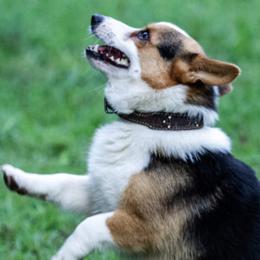 Miniature Australian Shepherds and Pembroke Welsh Corgis from Wild Stampede Aussies & Corgis