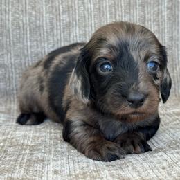 Boy 1 - Dapple male Dachshund puppy in Allenhurst, Georgia from B’s Dapper Dachshunds