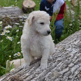 Poodle Puppies from D and D Standard Poodles