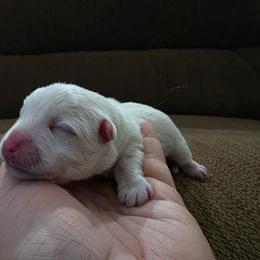 Boy 2 - White male West Highland White Terrier puppy in Mcneal, Arizona from Olympian Giant Schnauzers and Westie’s!