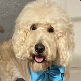 Goldendoodles from Boulder Mountain Doodles