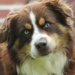 RENO - Miniature Australian Shepherd