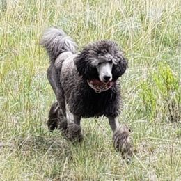 Taika - Poodle