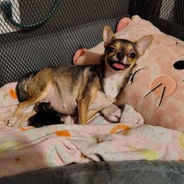 Baby girl 1 Available for Deposit 12-31-2025 - Black sabled fawn female Chihuahua puppy in Weatherford, Texas from Small and Mighty Chihuahuas