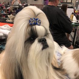 Legend - Shih Tzu