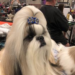 Legend - Shih Tzu