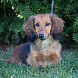 Gwenny - Dachshund