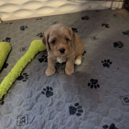 Fred - Apricot male Cavapoo puppy in Lincolnton, North Carolina from Home Sweet Home Puppies