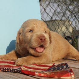 Diesel - Caramel cream male Labradoodle puppy in Apache Junction, Arizona from Loving Doodle