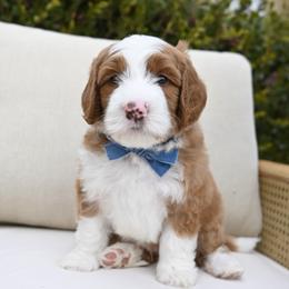 Cotton - Brown and white male Bernedoodle puppy in North Ogden, Utah from Bourbon Bernedoodles