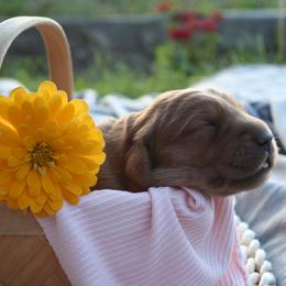 Golden Retriever Puppies from Bethel Park Goldens