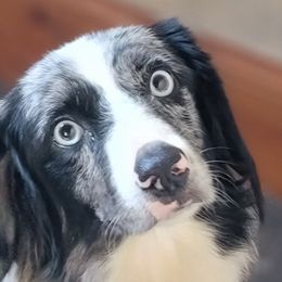 Skye - Miniature Australian Shepherd