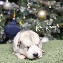 Kris Kringle - Sable and white male Alaskan Malamute puppy in Brookwood, Alabama from Sunset Malamutes