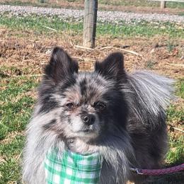 PEPPER - Pomeranian